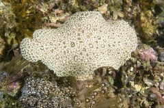Finless Sole (Pardachirus marmoratus) Finless Sole (Pardachirus marmoratus)