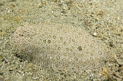Finless Sole (Pardachirus marmoratus) Finless Sole (Pardachirus marmoratus)