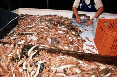 Sorting tray on prawn trawler showing Tiger Prawns (Penaeus esculentus)