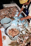 Sorting tray on prawn trawler showing Tiger Prawns (Penaeus esculentus)