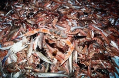 Sorting tray on prawn trawler showing Tiger Prawns (Penaeus esculentus)
