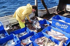 Fisherman sorting catch from trawl net.
