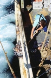 Fisherman throwing bycatch over the side of trawler boat after sorting out commercial fish. Fisherman throwing bycatch over the side of trawler boat after sorting out commercial fish.