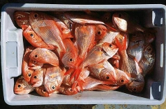 Nannygai (Centroberyx affinis)