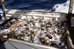 Various species of fish, sharks and rays on deck of trawler boat.