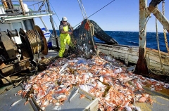 Variety of fish and crustaceans on deck of trawler fishing boat. Variety of fish and crustaceans on deck of trawler fishing boat.