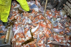 Variety of fish and crustaceans on deck of trawler fishing boat. Variety of fish and crustaceans on deck of trawler fishing boat.