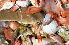 Angelshark with Nannygai fish in it's mouth on sorting deck of trawler. Angelshark with Nannygai fish in it's mouth on sorting deck of trawler.