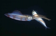 Southern Calamari Squid (Sepioteuthis australis) Southern Calamari Squid (Sepioteuthis australis)