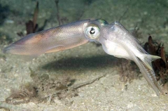Southern Calamari Squid (Sepioteuthis australis)