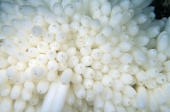 Southern Calamari Squid (Sepioteuthis australis) Southern Calamari Squid (Sepioteuthis australis)