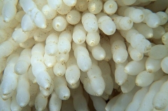 Southern Calamari Squid (Sepioteuthis australis) Southern Calamari Squid (Sepioteuthis australis)