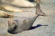 Southern Elephant Seal (Mirounga leonina) Southern Elephant Seal (Mirounga leonina)