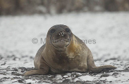 Southern Elephant Seal (Nirounga leonina) Southern Elephant Seal (Nirounga leonina)