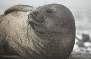 Southern Elephant Seal (Nirounga leonina) Southern Elephant Seal (Nirounga leonina)