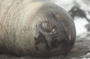 Southern Elephant Seal (Nirounga leonina) Southern Elephant Seal (Nirounga leonina)
