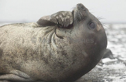 Southern Elephant Seal (Nirounga leonina)