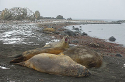 Southern Elephant Seals (Nirounga leonina) Southern Elephant Seals (Nirounga leonina)