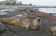 Southern Elephant Seals (Nirounga leonina) Southern Elephant Seals (Nirounga leonina)