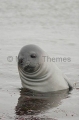 Southern Elephant Seal (Nirounga leonina) Southern Elephant Seal (Nirounga leonina)