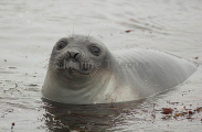 Southern Elephant Seal (Nirounga leonina)