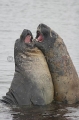 Southern Elephant Seals (Nirounga leonina) Southern Elephant Seals (Nirounga leonina)