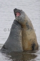 Southern Elephant Seals (Nirounga leonina)