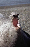 Southern Elephant Seal (Mirounga leonina)