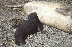 Southern Elephant Seal (Mirounga leonina) Southern Elephant Seal (Mirounga leonina)