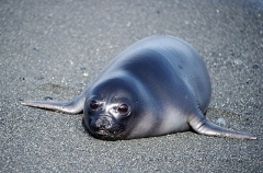 Southern Elephant Seal (Mirounga leonina) Southern Elephant Seal (Mirounga leonina)