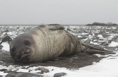 Southern Elephant Seal (Nirounga leonina) Southern Elephant Seal (Nirounga leonina)