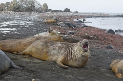 Southern Elephant Seals (Nirounga leonina) Southern Elephant Seals (Nirounga leonina)