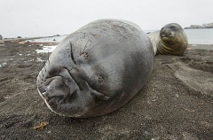 Southern Elephant Seal (Nirounga leonina) Southern Elephant Seal (Nirounga leonina)