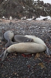 Southern Elephant Seal (Nirounga leonina) Southern Elephant Seal (Nirounga leonina)
