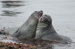 Southern Elephant Seal (Nirounga leonina) Southern Elephant Seal (Nirounga leonina)