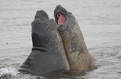 Southern Elephant Seals (Nirounga leonina) Southern Elephant Seals (Nirounga leonina)