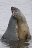 Southern Elephant Seals (Nirounga leonina) Southern Elephant Seals (Nirounga leonina)