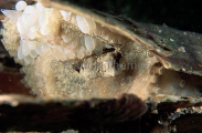Southern Keeled Octopus (Octopus berrima)