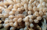 Southern Keeled Octopus (Octopus berrima) Southern Keeled Octopus (Octopus berrima)
