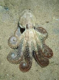 Southern Keeled Octopus (Octopus berrima) Southern Keeled Octopus (Octopus berrima)