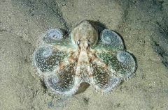 Southern Keeled Octopus (Octopus berrima) Southern Keeled Octopus (Octopus berrima)