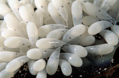 Southern Keeled Octopus (Octopus berrima) Southern Keeled Octopus (Octopus berrima)