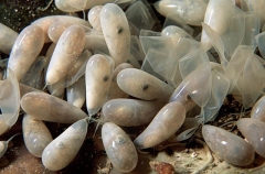 Southern Keeled Octopus (Octopus berrima) Southern Keeled Octopus (Octopus berrima)