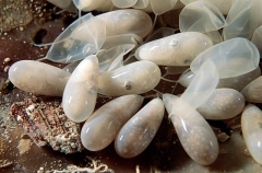 Southern Keeled Octopus (Octopus berrima) Southern Keeled Octopus (Octopus berrima)