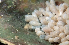 Southern Keeled Octopus (Octopus berrima) Southern Keeled Octopus (Octopus berrima)