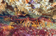 Southern Rock Lobsters (Jasus edwardsii) Southern Rock Lobsters (Jasus edwardsii)