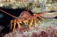 Southern Rock Lobster (Jasus edwardsii) Southern Rock Lobster (Jasus edwardsii)