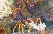 Southern Rock Lobsters (Jasus edwardsii) Southern Rock Lobsters (Jasus edwardsii)