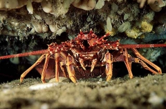Southern Rock Lobster (Jasus edwardsii)