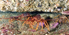 Southern Rock Lobsters (Jasus edwardsii) Southern Rock Lobsters (Jasus edwardsii)